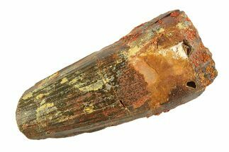 Real Fossil Spinosaurus Tooth - Feeding Worn Tip #346776