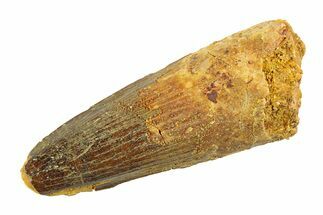 Real Fossil Spinosaurus Tooth - Feeding Worn Tip #346779
