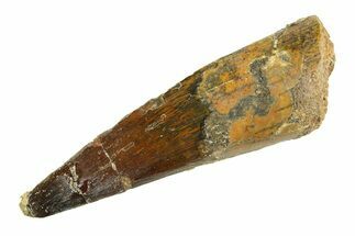 Fossil Spinosaurus Tooth - Real Dinosaur Tooth #346782