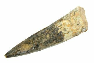 Fossil Spinosaurus Tooth - Real Dinosaur Tooth #346787