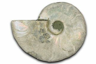 Silver Iridescent Ammonite (Cleoniceras) Fossil - Madagascar #346713