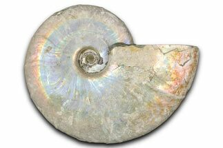 Silver Iridescent Ammonite (Cleoniceras) Fossil - Madagascar #346717
