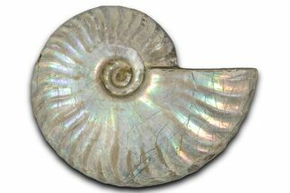 Silver Iridescent Ammonite (Cleoniceras) Fossil - Madagascar #346720