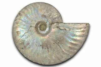 Silver Iridescent Ammonite (Cleoniceras) Fossil - Madagascar #346722
