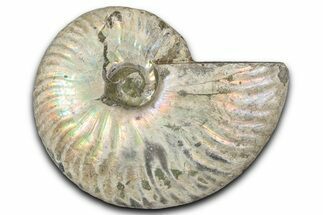 Silver Iridescent Ammonite (Cleoniceras) Fossil - Madagascar #346725