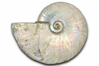 Silver Iridescent Ammonite (Cleoniceras) Fossil - Madagascar #346726