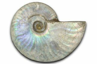 Silver Iridescent Ammonite (Cleoniceras) Fossil - Madagascar #346727