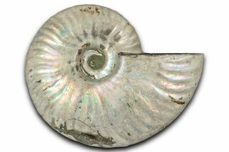 Silver Iridescent Ammonite (Cleoniceras) Fossil - Madagascar #346728
