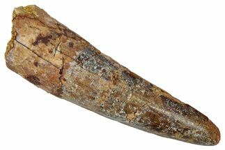 Fossil Spinosaurus Tooth - Real Dinosaur Tooth #346812