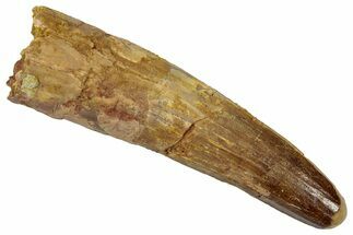 Fossil Spinosaurus Tooth - Real Dinosaur Tooth #346817