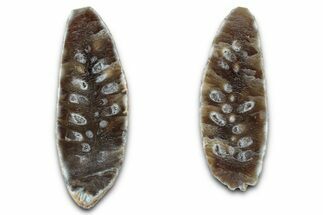 Cut & Polished Fossil Cycadophyte Cone - Boujdour, Morocco #346843