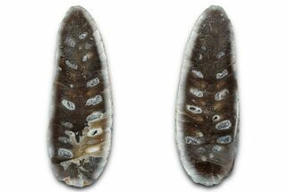 Cut & Polished Fossil Cycadophyte Cone - Boujdour, Morocco #346844