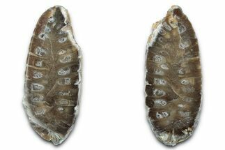 Cut & Polished Fossil Cycadophyte Cone - Boujdour, Morocco #346845