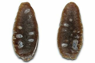 Cut & Polished Fossil Cycadophyte Cone - Boujdour, Morocco #346846