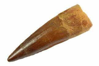 Real Fossil Spinosaurus Tooth - Nice Enamel & Tip #346883