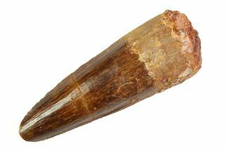 Fossil Spinosaurus Tooth - Real Dinosaur Tooth #346888