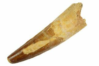 Fossil Spinosaurus Tooth - Real Dinosaur Tooth #346900