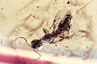 Detailed Fossil Wasp (Bethylidae) In Baltic Amber #346579