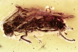 Detailed Fossil Parasitoid Wasp (Braconidae) & Leaf in Baltic Amber #346585