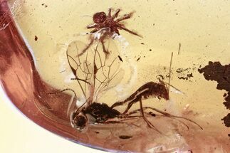 Detailed Fossil Ichneumon Wasp & Spider In Baltic Amber #346586