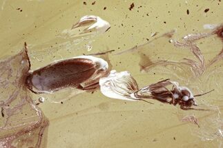 Detailed Fossil False Flower Beetle & Dance Fly in Baltic Amber #346591