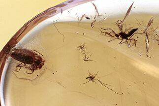 Fossil Handsome Fungus Beetle and Gall Midge in Baltic Amber #346593