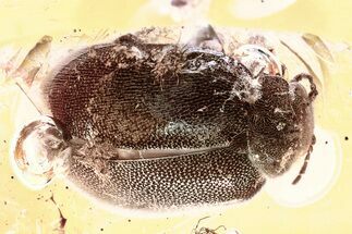 Detailed Fossil Marsh Beetle (Scirtidae) in Baltic Amber #346599