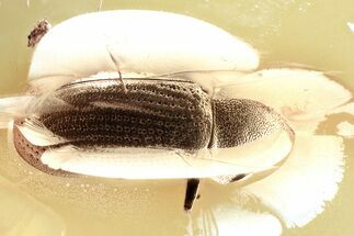 Detailed Fossil Beetle (Ptinidae) in Baltic Amber #346604