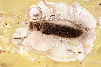 Fossil Ant-Like Leaf Beetle (P densipunctatus) in Baltic Amber #346606