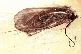 Detailed Fossil Caddisfly (Trichoptera) In Baltic Amber #346618