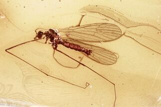 Fossil Crane Fly (Limoniidae) In Baltic Amber #346621