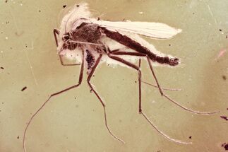 Detailed Fossil True Midge (Chironomidae) in Baltic Amber #346632