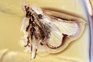 Fossil Dung Midge (Scatopsidae) in Baltic Amber #346633