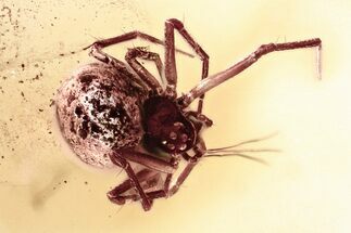 Detailed Fossil Spider (Araneae) In Baltic Amber #346647