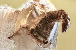 Detailed Fossil Leafhopper (Cicadellidae) In Baltic Amber #346669