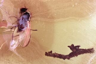 Partial Fossil Fly (Microphorinae) with Twig In Baltic Amber #346673