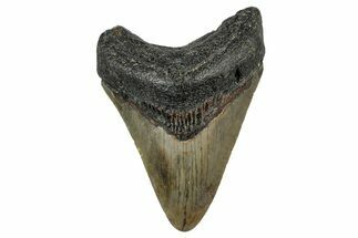 Serrated, Fossil Megalodon Tooth - North Carolina #342207
