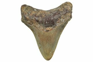 Serrated, Juvenile Megalodon Tooth - North Carolina #342211