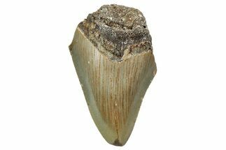 Bargain, Juvenile Megalodon Tooth - North Carolina #342212