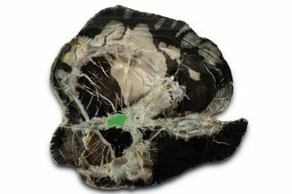 Polished Petrified Wood (Woodworthia) Slab - Utah #346838