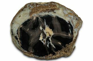 Polished Petrified Palm Wood Round - Wyoming #346840
