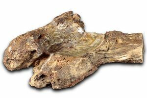 65 Pound Petrified Wood (Araucaria) Log With Polished End