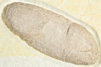 Large, Crocodile Coprolite - Green River Formation #346936