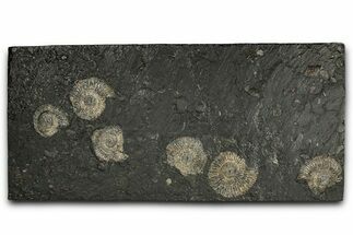 Fossil Ammonite (Dactylioceras) Cluster - Posidonia Shale, Germany #346937