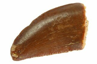 Serrated Raptor Tooth - Feeding Worn Tip #332777