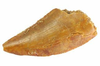 Serrated Raptor Tooth - Real Dinosaur Tooth #332818