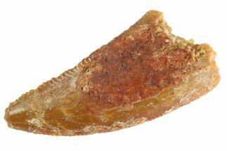 Serrated Raptor Tooth - Real Dinosaur Tooth #332820