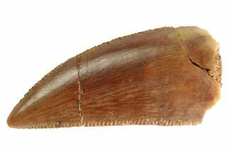 Serrated, Raptor Tooth - Real Dinosaur Tooth #333286