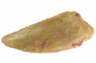 Serrated, Raptor Tooth - Real Dinosaur Tooth #333288