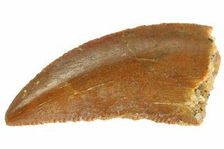 Serrated, Raptor Tooth - Real Dinosaur Tooth #333297